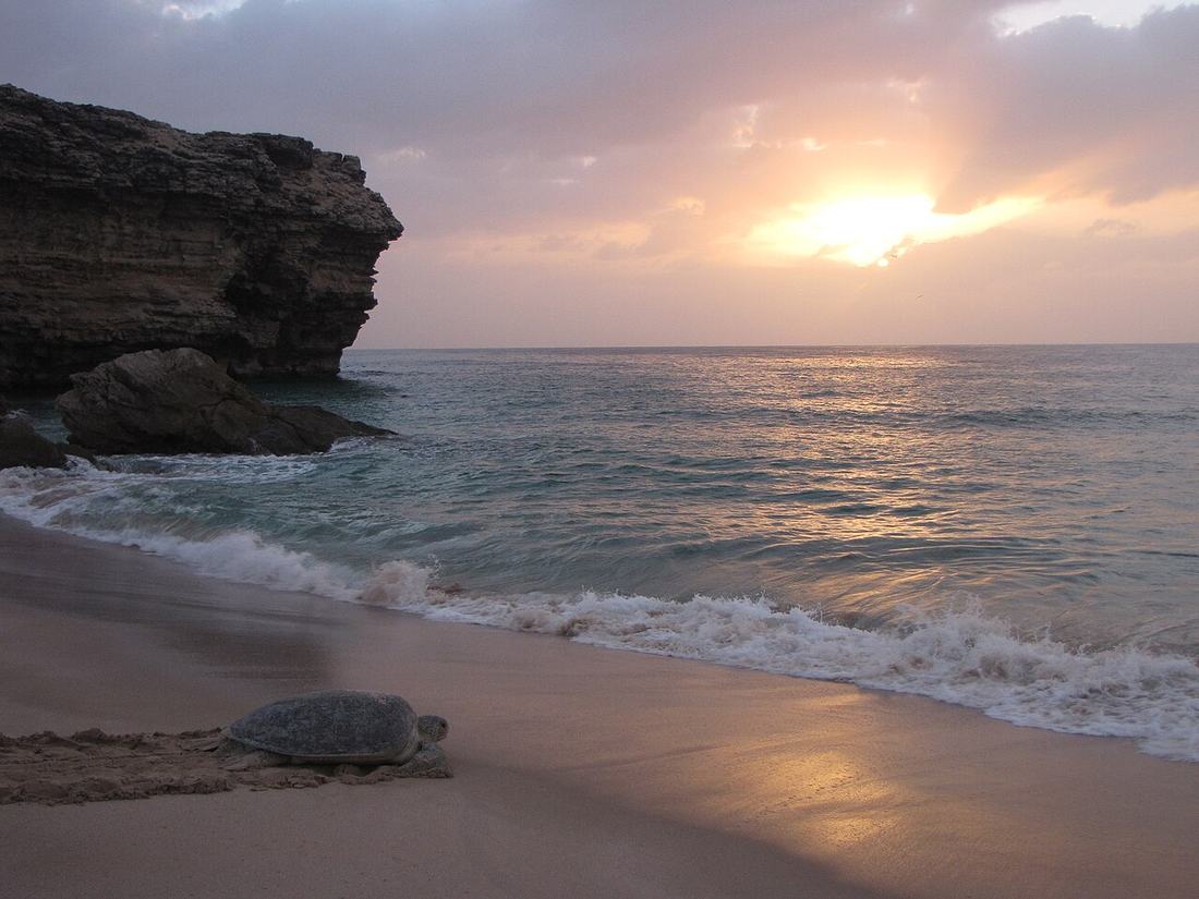 Ras Al Jinz, Oman, coming soon in the guide
