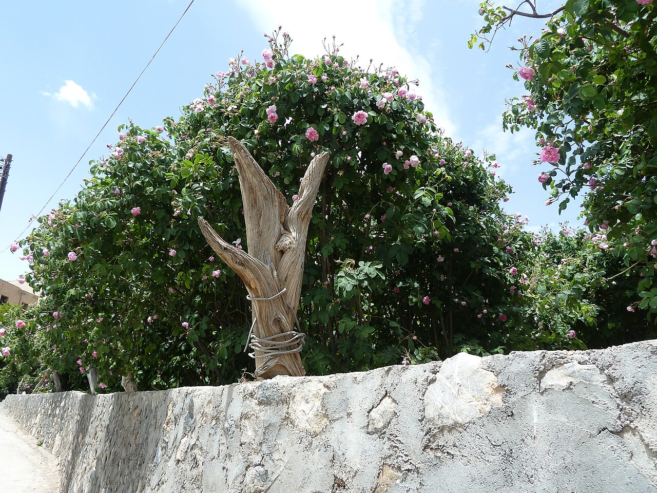 Rose season on Jabal Akhdar, Oman