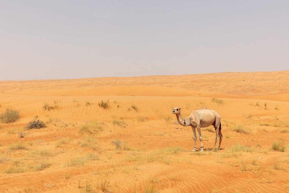 The 5-Day Grand Tour, Oman