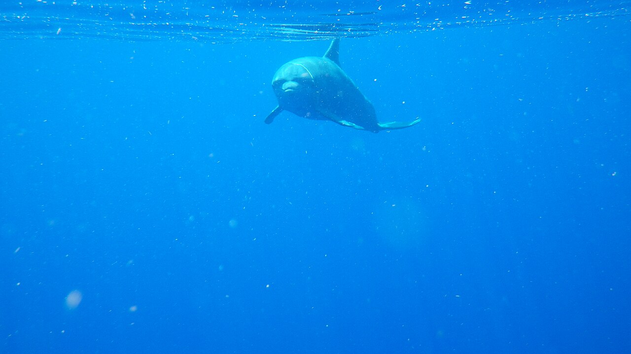 Whale shark season, Oman, coming soon in the guide