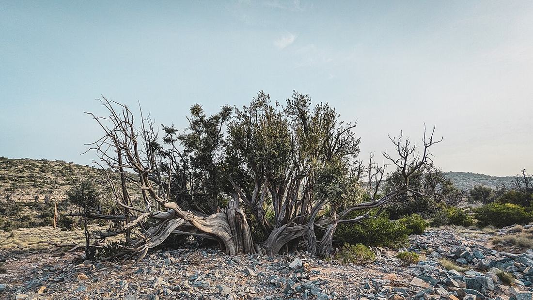 Jabal Akhdar plateau camp, Oman, coming soon in the guide